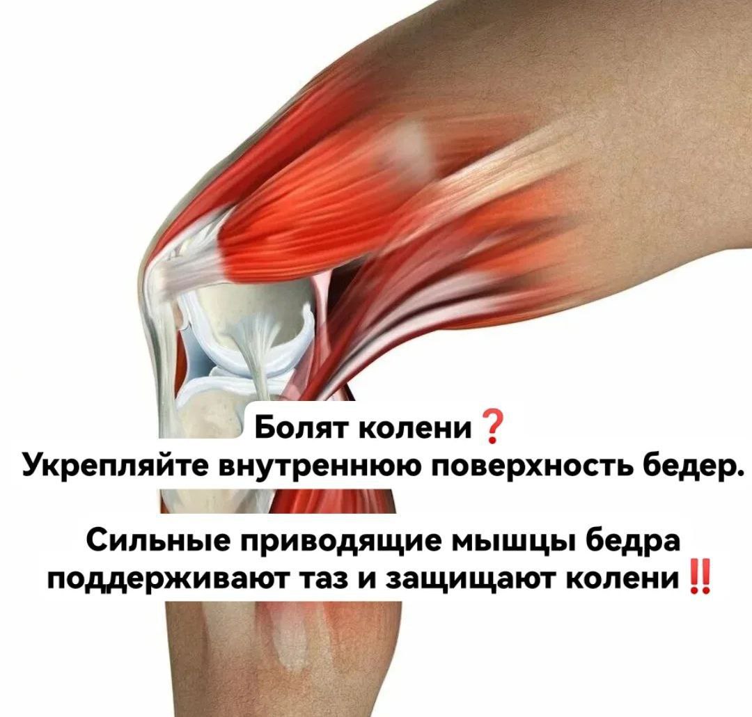 От чего болят суставы и мышцы. Коленные мышцы. Приводящие мышцы. Мышцы колена.
