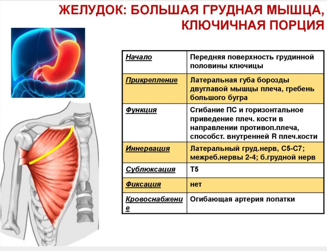 Молочные мышцы