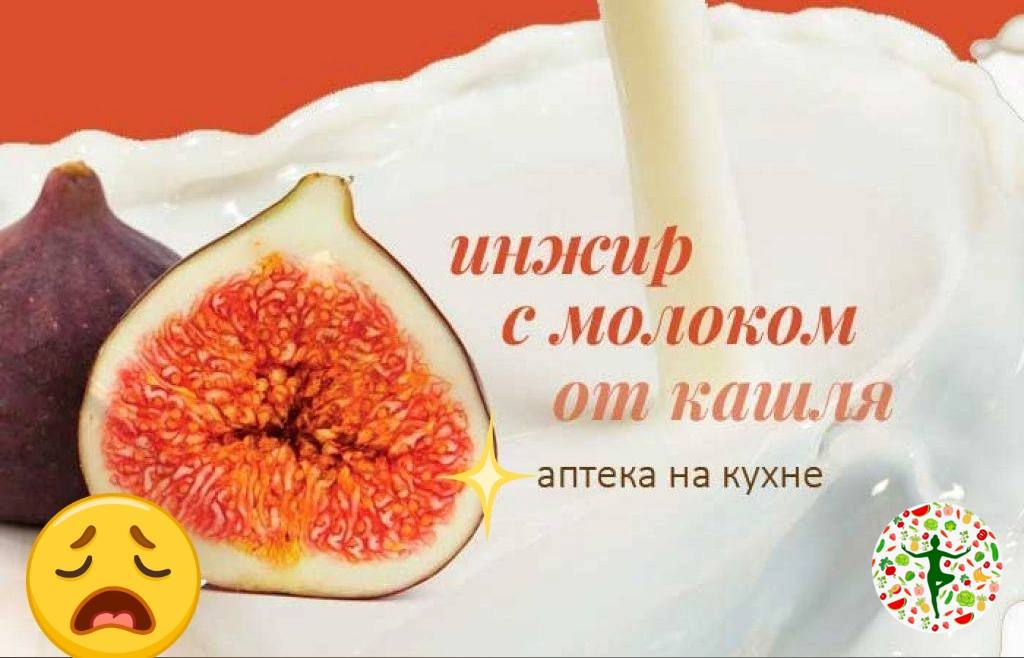 Рецепт от кашля с инжиром. Инжир с молоком. Инжир с молоком от кашля. Инжир с молоком от кашля рецепт. Сушеный инжир от кашля.