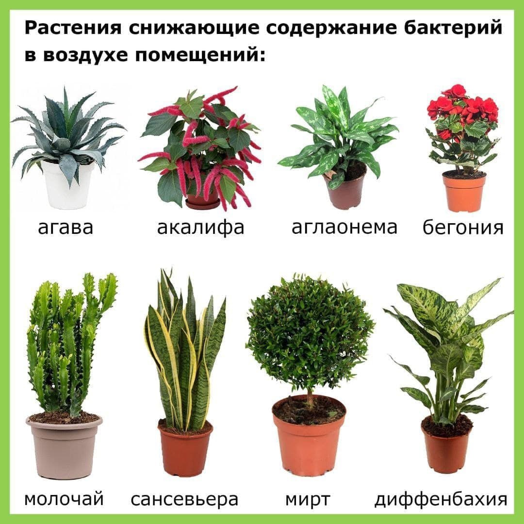 Антибактериальные растения