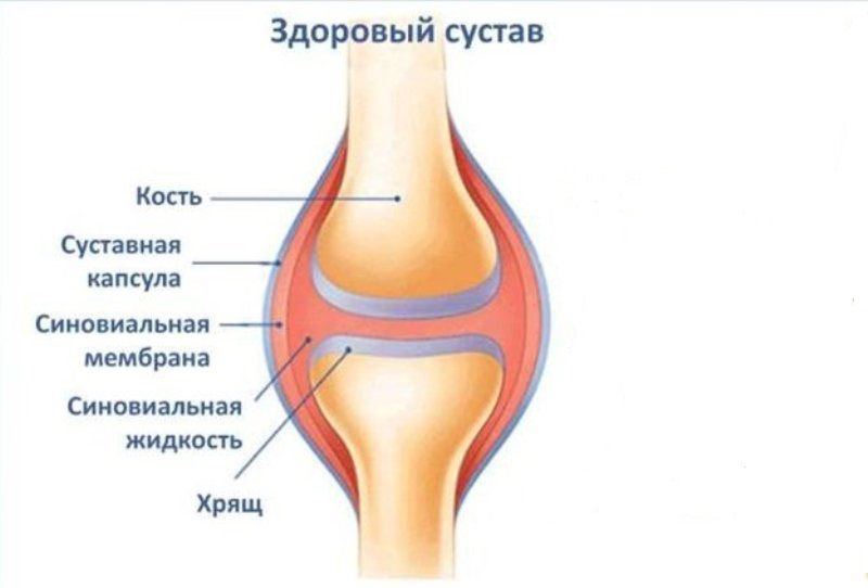 Рисунок сустава анатомия. Строение сустава человека хрящ связки кости. Коленный сустав анатомия строение. Схематическое строение сустава. Строение сустава человека рисунок.