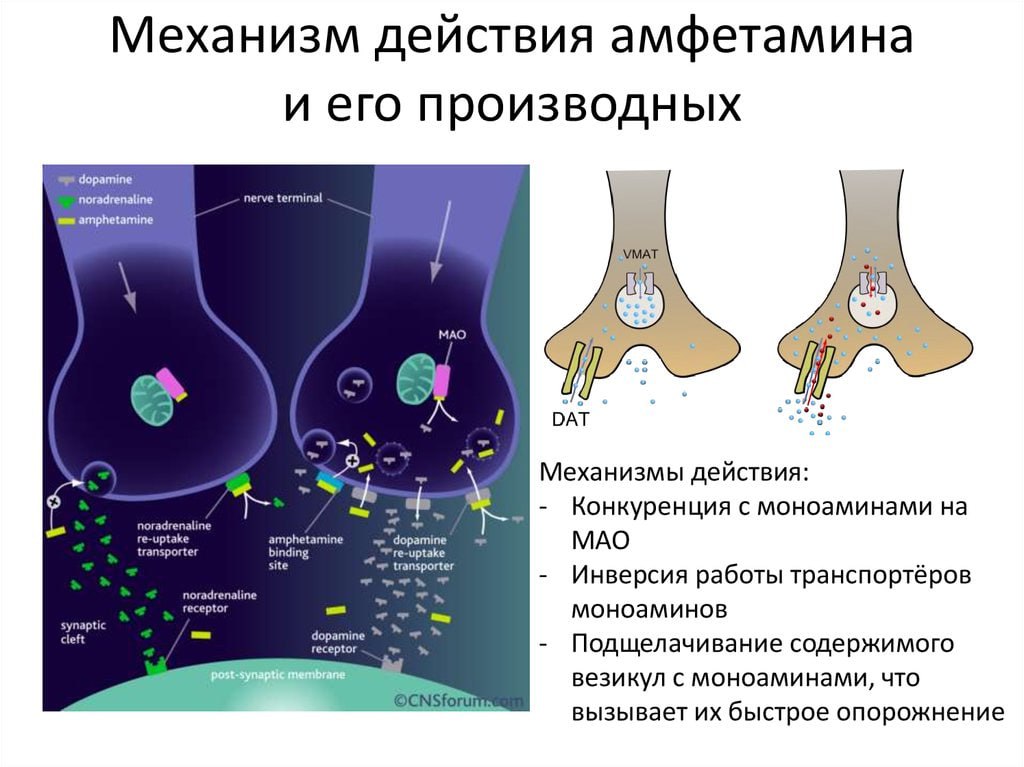 Как действует под. Механизм действия амфетамина. Амфетамин механизм действия. Фенамин механизм действия. Механизм действия фенамина.