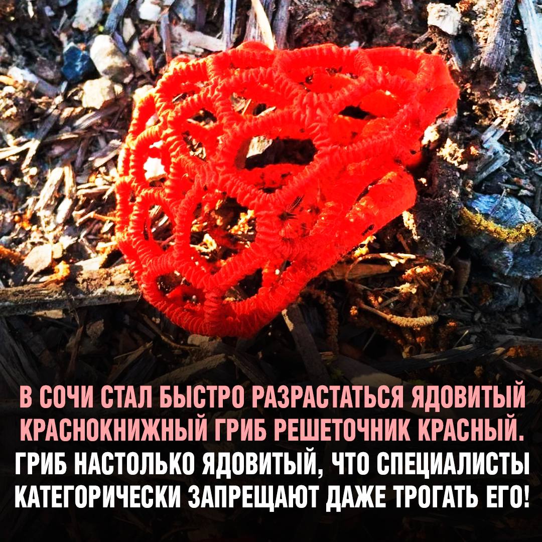Гриб морской анемон. Гриб становится ядовитым. Гриб становится ядовитым. Гриб решеточник красный. Гриб становится ядовитым.
