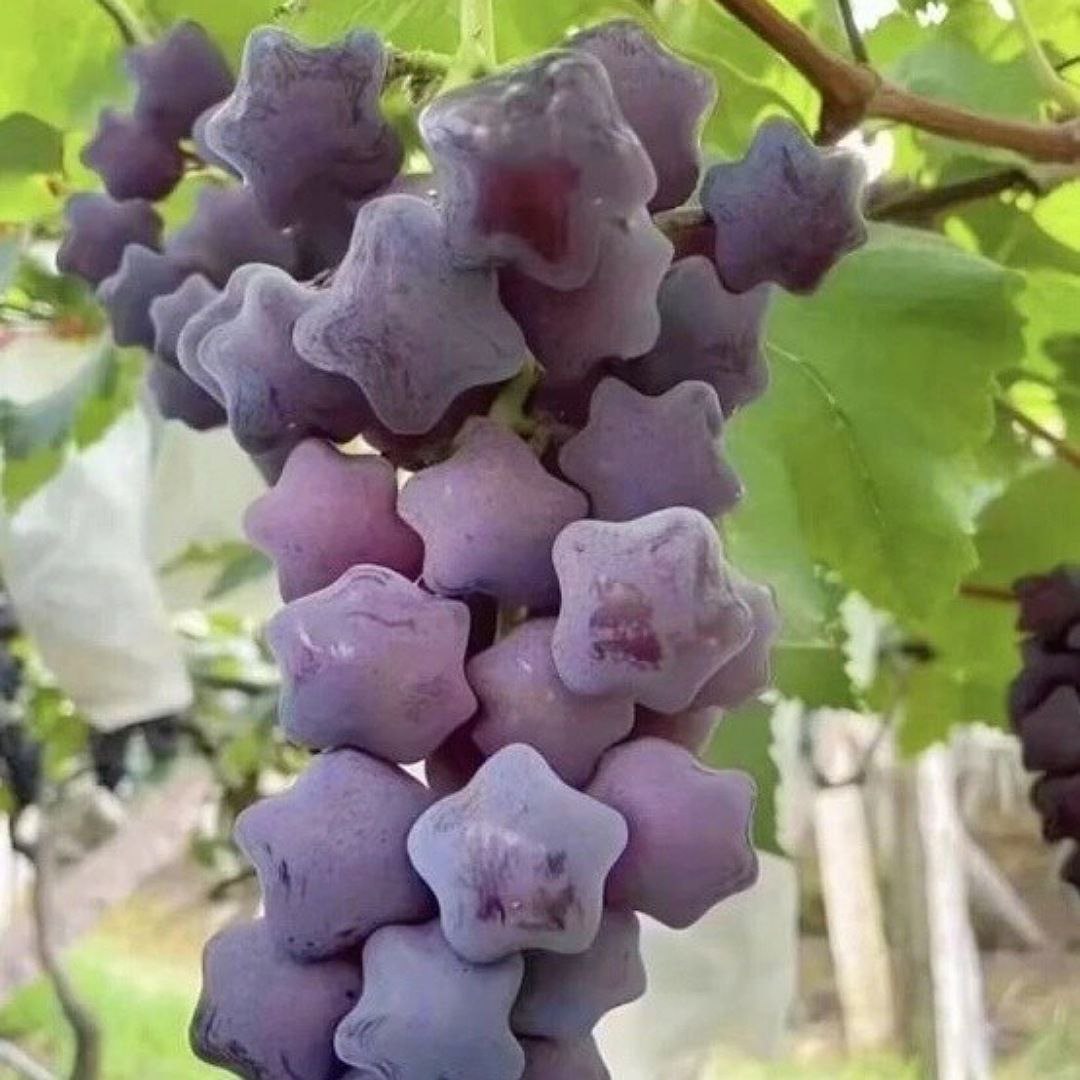 фото винограда новейших сортов винограда