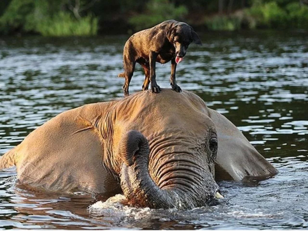Друзья слоник. Взаимопомощь животных. Животные спасают друг друга. Слон плывет. Животные помогают друг другу.