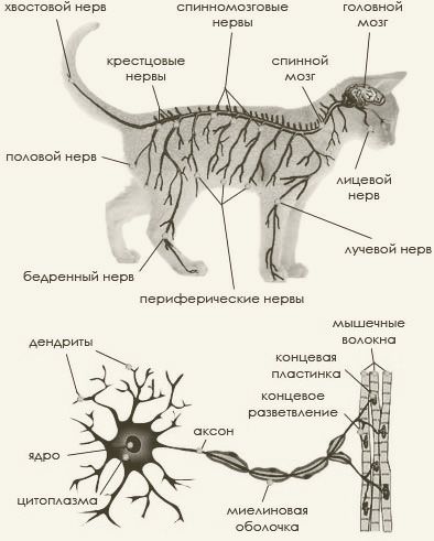 Кошке окончание. Анатомия нервной системы кошки. Строение нервной системы кошки. Лимфатические узлы кошки схема. Спинной мозг кошки анатомия.