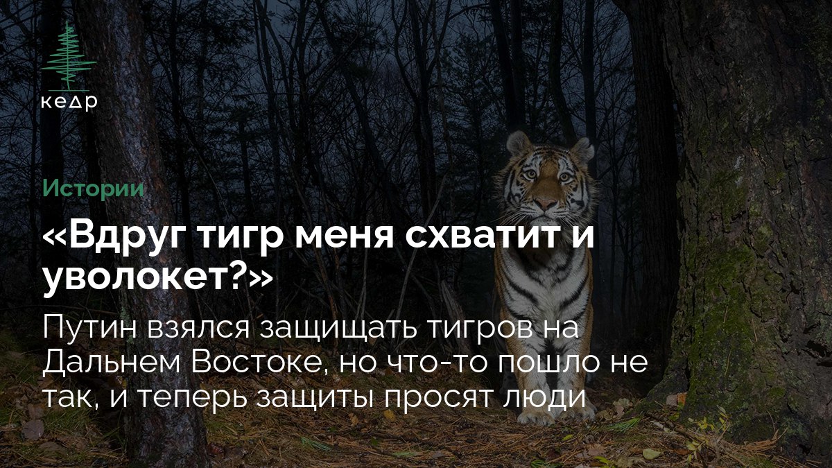 Что делают люди чтобы защитить тигра