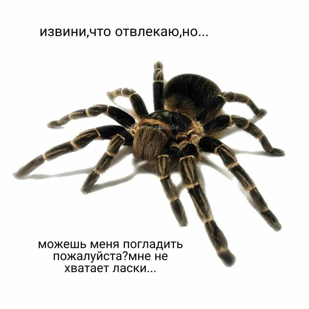 картинки паука без фона
