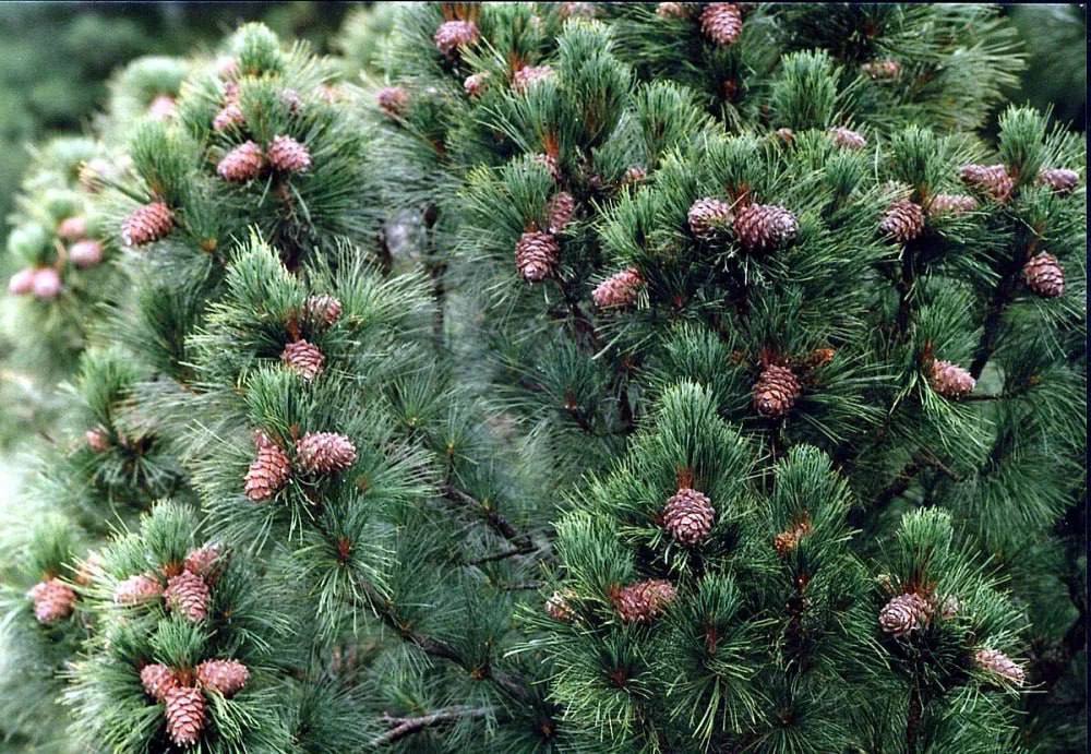 Хвойные растения в тайге. Pinus Cembra. Сосна Кедровая Сибирская Сибирский кедр. Кедровая Сибирская сосна и кедр это. Сосной сибирской (Pinus sibirica).