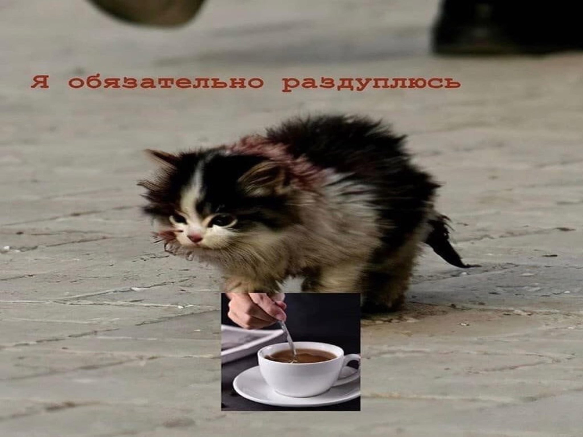 Я обязательно выживу котик