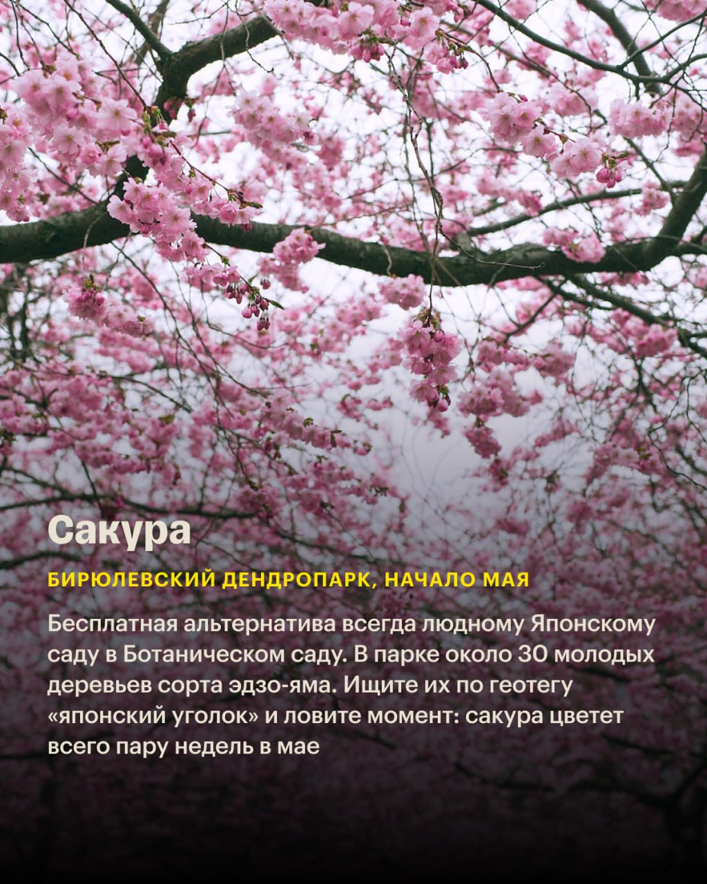 Фикбук когда зацветет сакура. Когда расцветает Сакура. Хокку Сакура зацвела. Расцветай Сакура Новосибирск. Отличие миндаля от Сакуры.