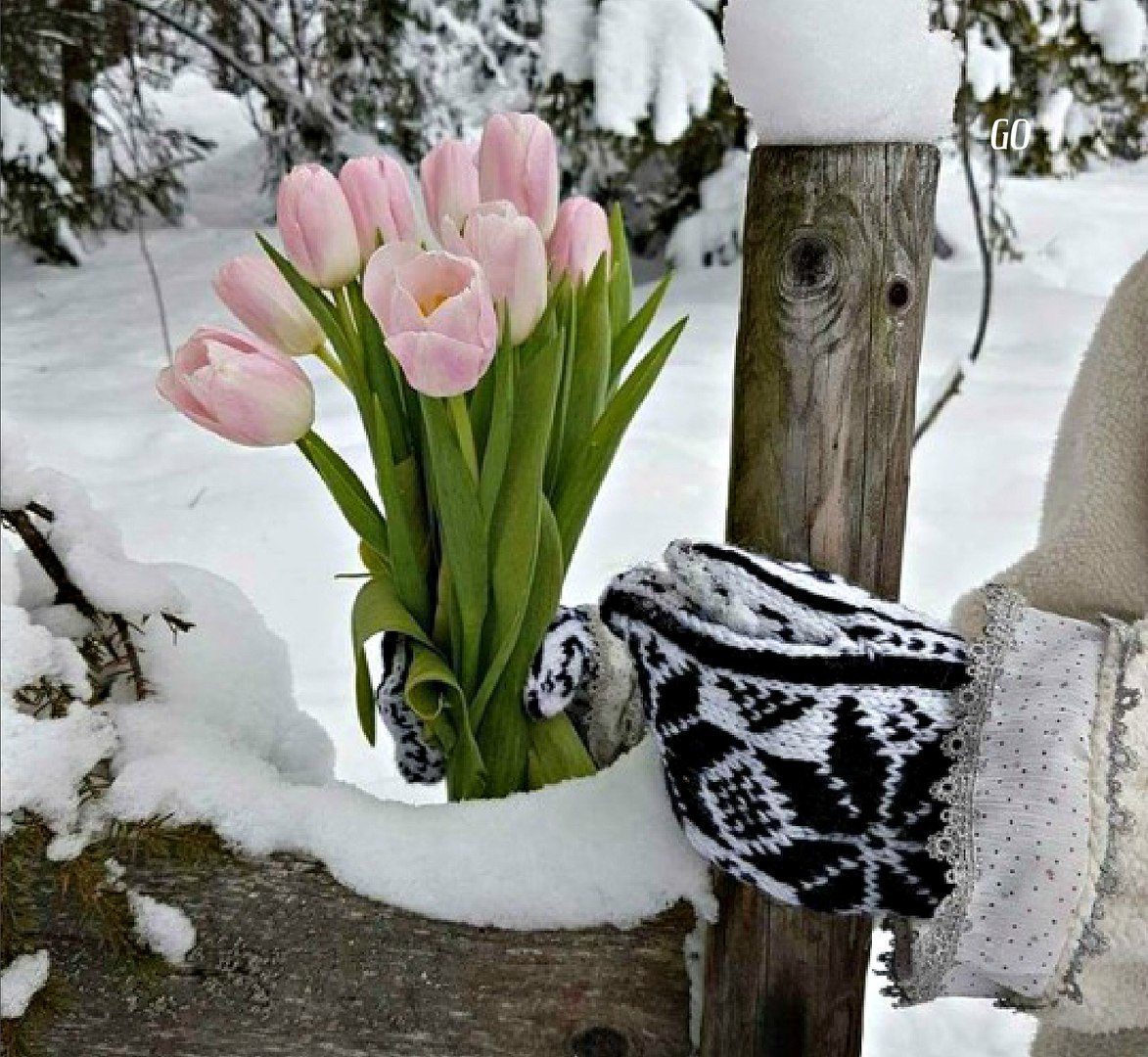 Пришла пора оттепели. Цветы зимой. Цветы в снегу. Тюльпаны в снегу. Тюльпаны зимой.