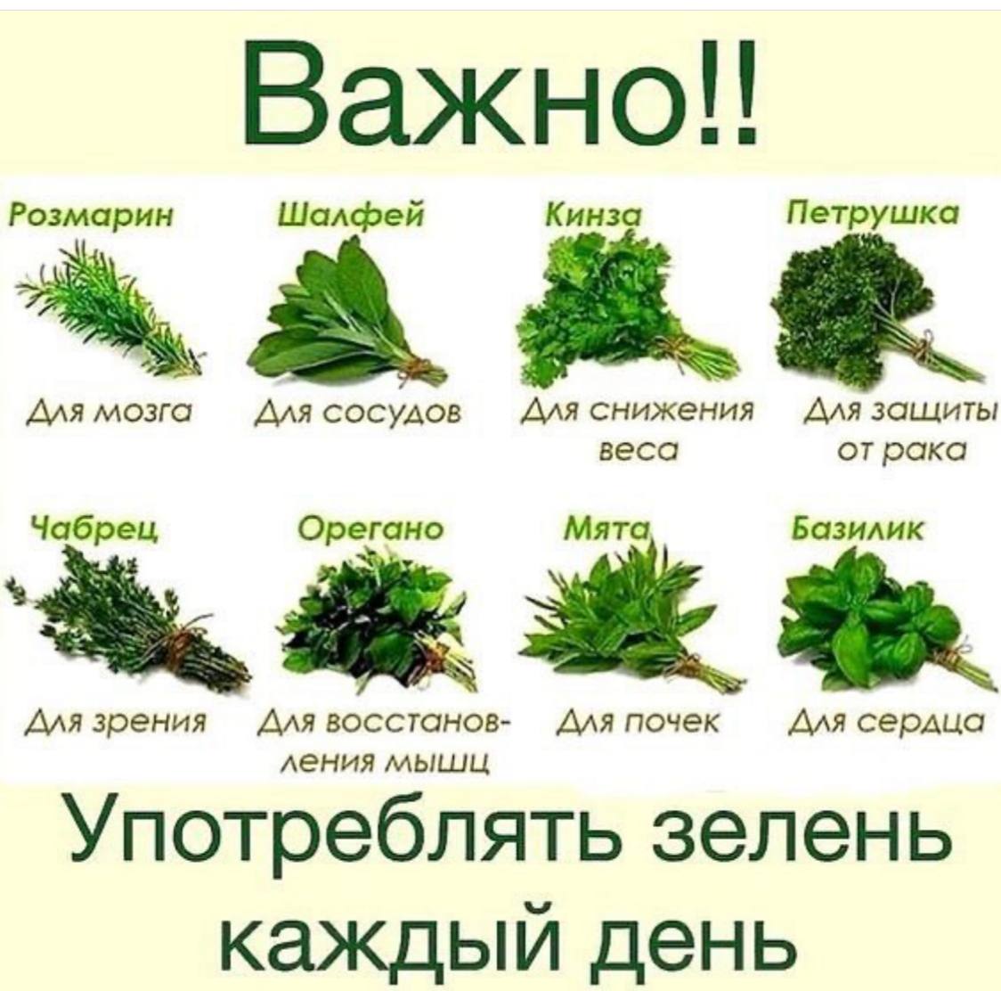 Как называются травы. Розмарин петрушка и шалфей. Розмарин и кинза. Базилик и орегано разница. Полезные травы.