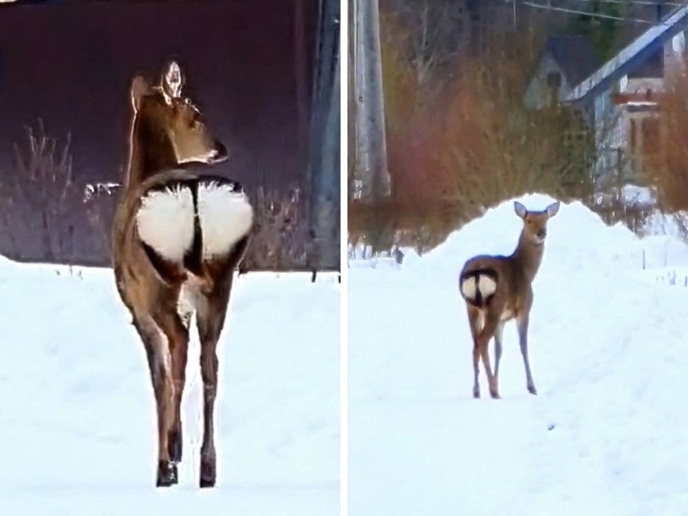 Самка стала в угол Самка стала в угол