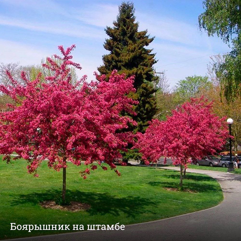 Зимостойкие декоративные деревья для сада. Боярышник декоративный Пауль Скарлет. Боярышник Пауль Скарлет куст. Боярышник колючий Пауль Скарлет (Paul's Scarlet). Боярышник обыкновенный Паулс Скарлет.
