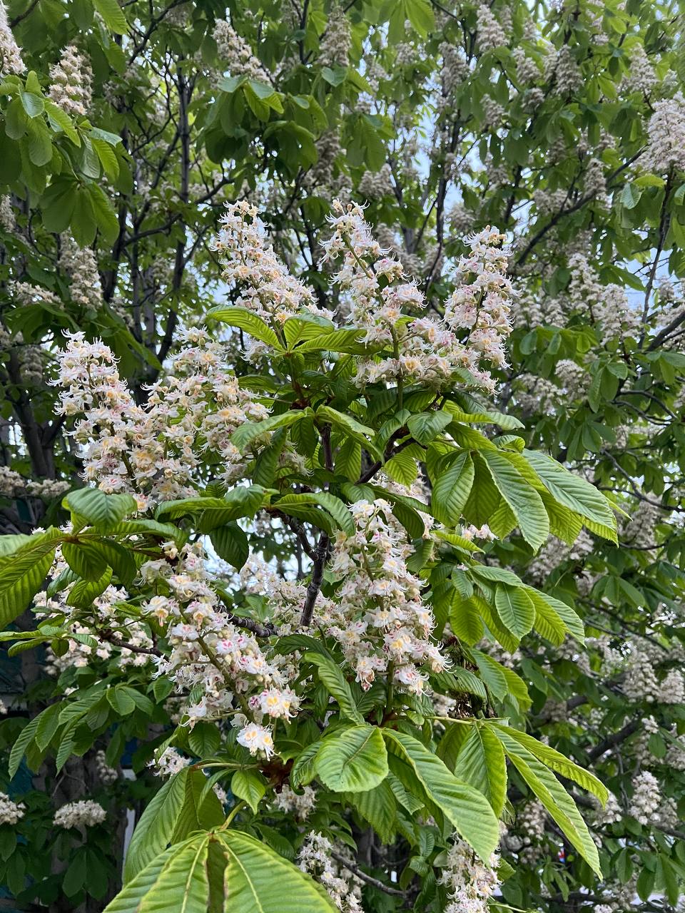 Песня каштаны цветут