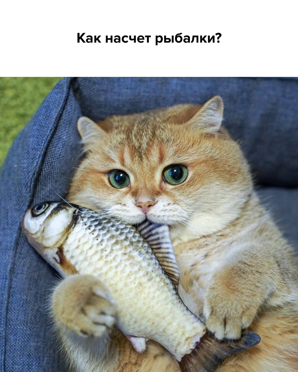 Cat eat fish. Рыба кошка. Рыбка для кошки. Котенок с рыбой. Кошка любит рыбу.