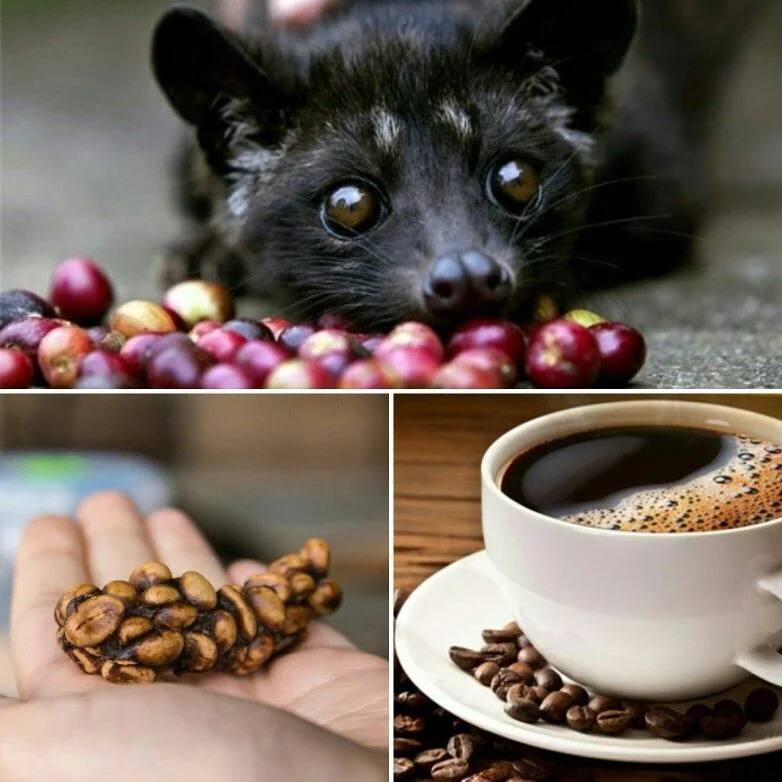 Кошки едят кофейные зерна