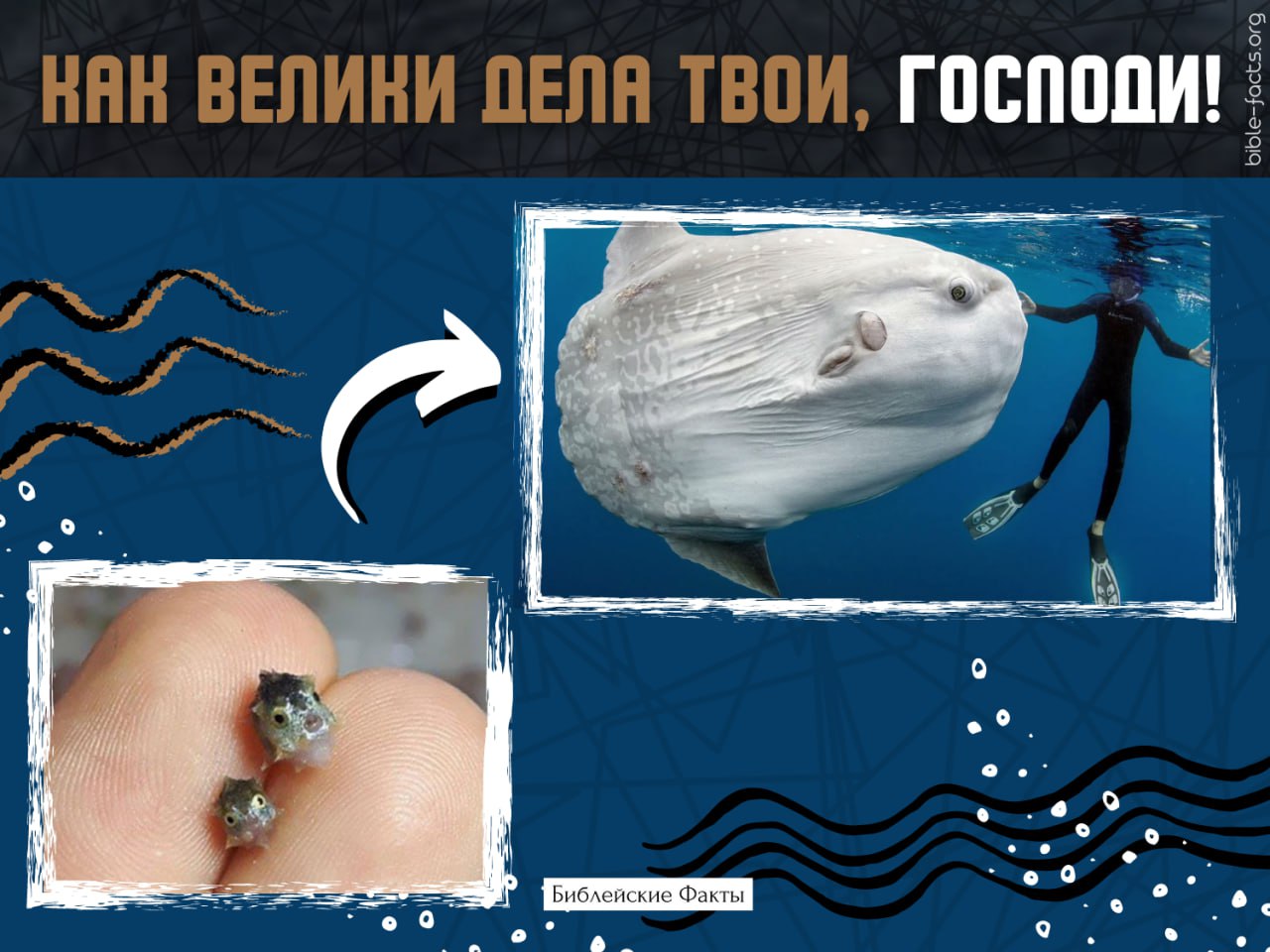 Загадка Про Рыбу Луну