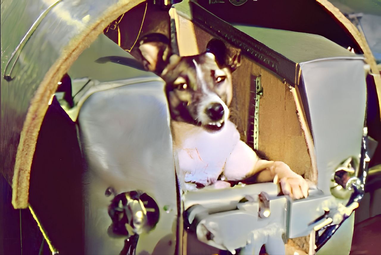 Первая собака космонавт лайка